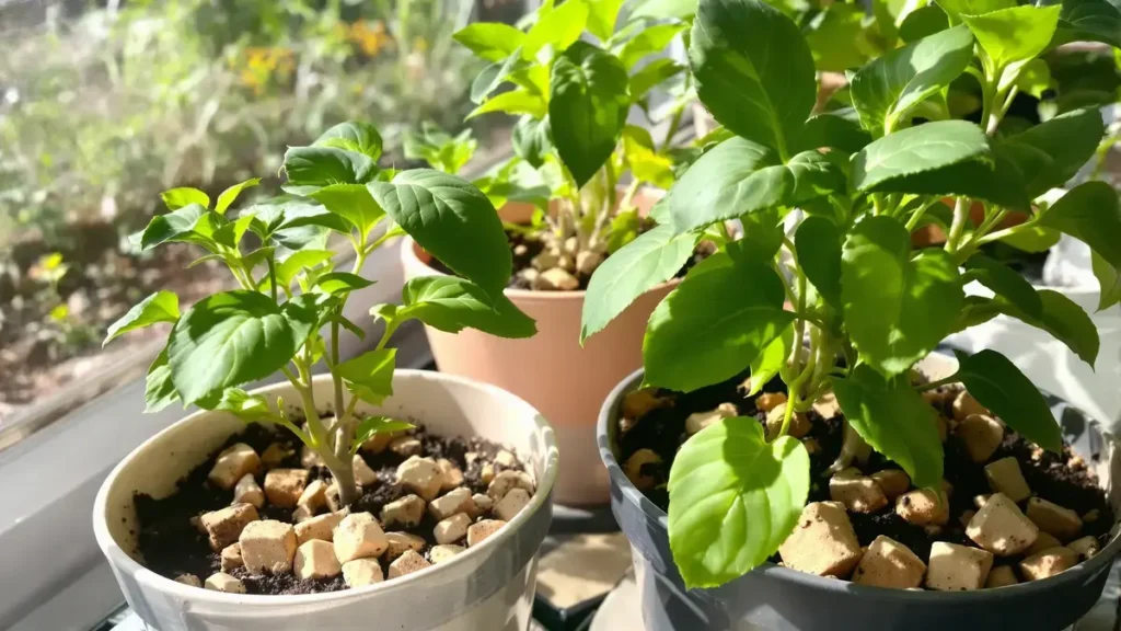 Ontdek de vele voordelen van kurken in de potgrond van je kamerplanten